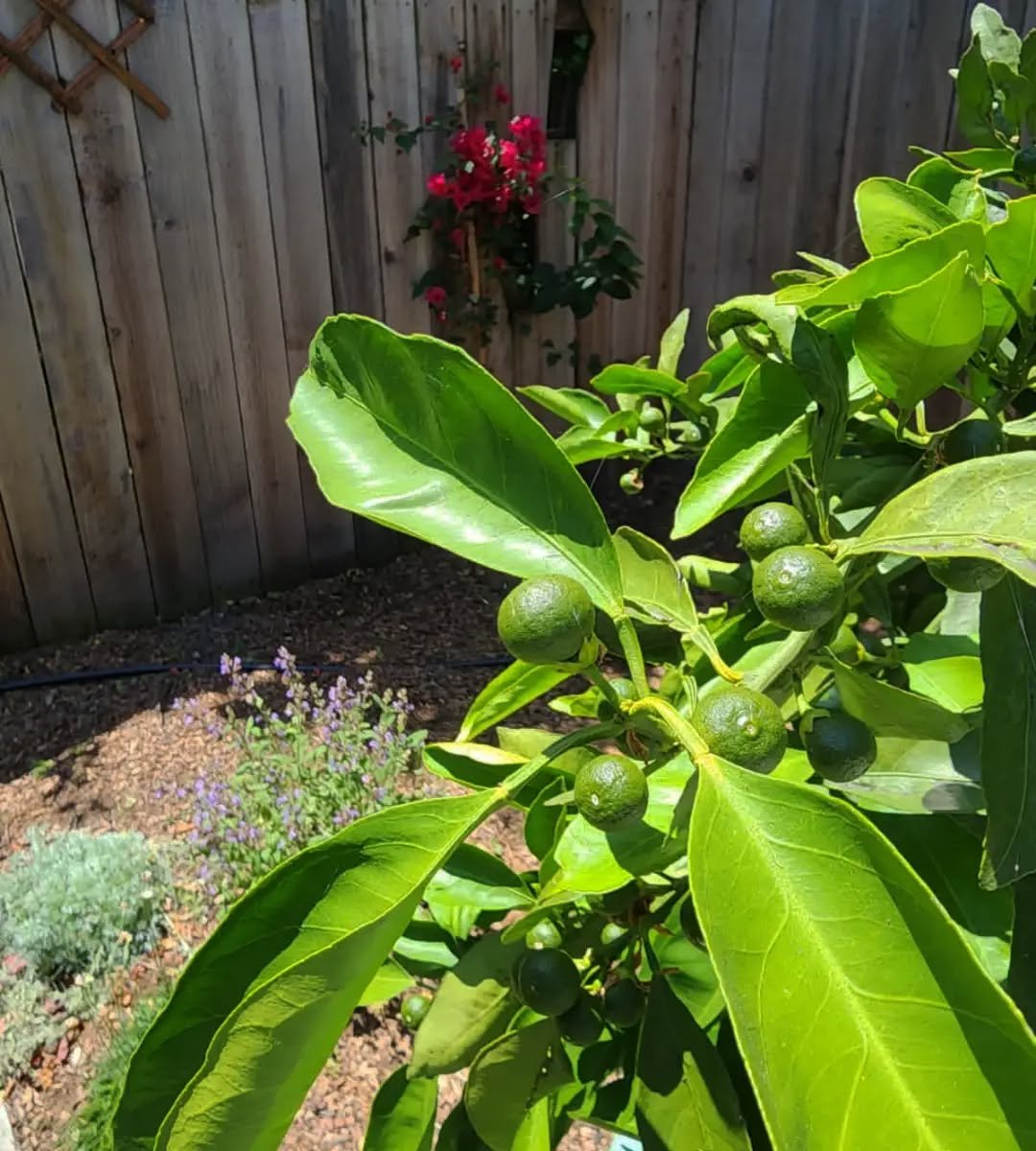 Months later and this satsuma tree is almost ready to gift its' fruit to our client! 
🍊

We design gardens with our clients' needs and vision in mind- this client has kids who, very soon, will be picking fruit as they play in their back patio. 
--
A