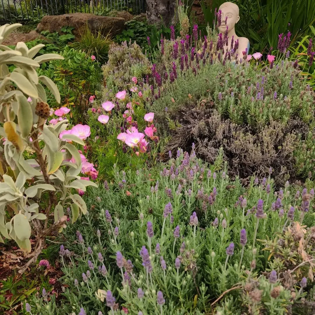 In the summertime 🌞
--
Taking some time this season to care for details in our clients' gardens, so they can marvel at the new blooms, the vibrant color palettes, and the layering of textures.
--
We love designing garden spaces, and we also love car