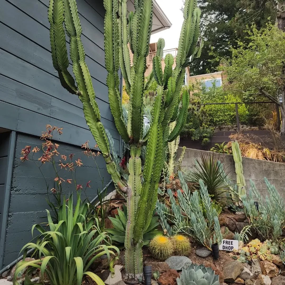 6 years later, and this design has reached maturity. The plants have their place, and grow in harmony. 
--
Patience, care and time- is what makes a design thrive. 
🌵
It's almost fall, the best season to plant in the Bay Area! Contact us so we can co