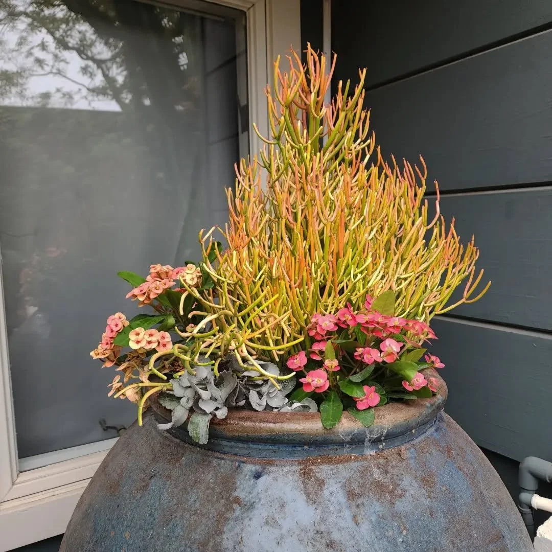 Some updated designs, blooming, thriving. 
💚
The best season to plant and redesign your garden is coming up- get the garden of your dreams. 
🌵✨
#bayarealandscapedesign
#bayareagardendesign #bayareagardencleanups #bayareagardeners #droughttolerantla