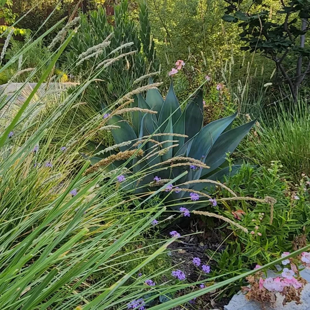 Gardens that are art. Art that is alive, green, in movement. 

Those are our favorite to work in, to design, to clean up. 

🎨
--
Loving the flow of the grasses today, the light shining on blooms, and paths that make the journey incredibly pleasant ?