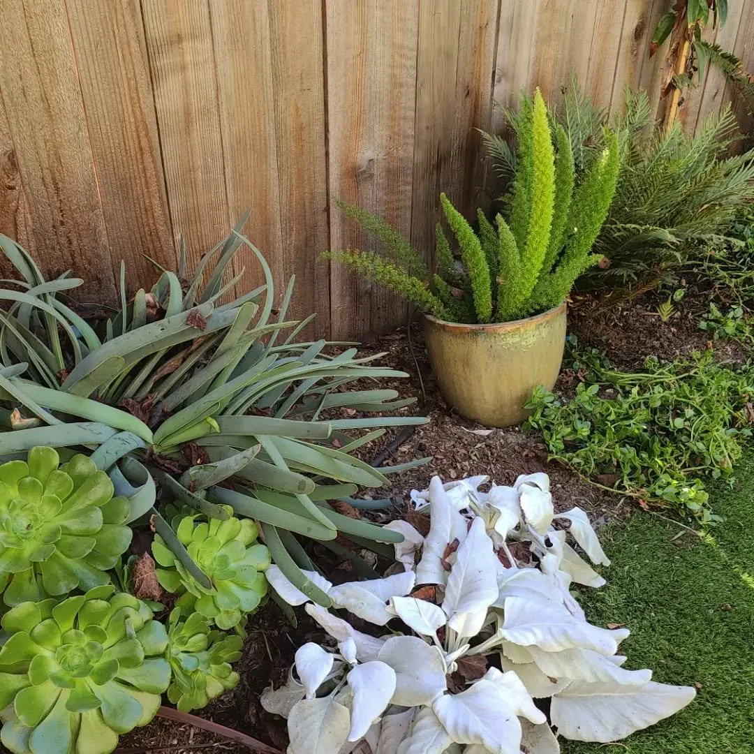 This patio design is filling up so nicely 🌵💚
--
8 months ago, this Oakland family's backyard patio was completely bare, and now it's full of color, green and fruit to pick 🍊
--
Have a vision of how you want your garden to feel, look? Of the green 