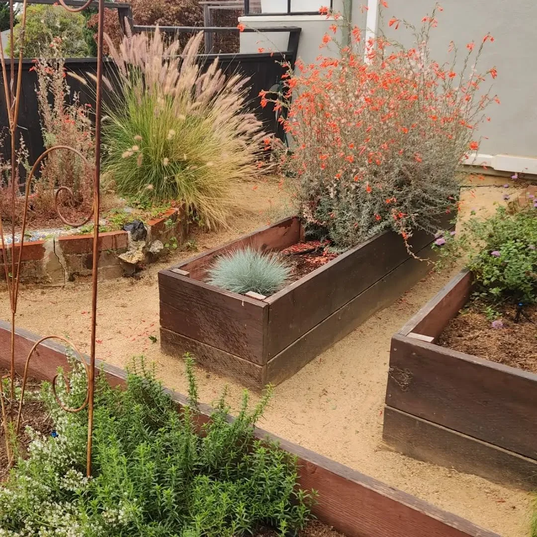 Almost a year ago, we implemented this native backyard patio design, and we couldn't be happier with how it's looking, and how healthy the plants are. 
✨💚
The vision for this design was for it to flow like a native California prairie, with grasses a