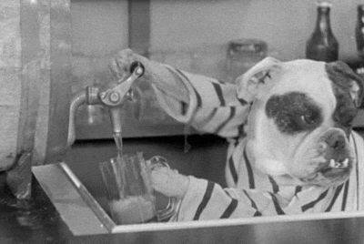 Dogs Drinking Beer.gif