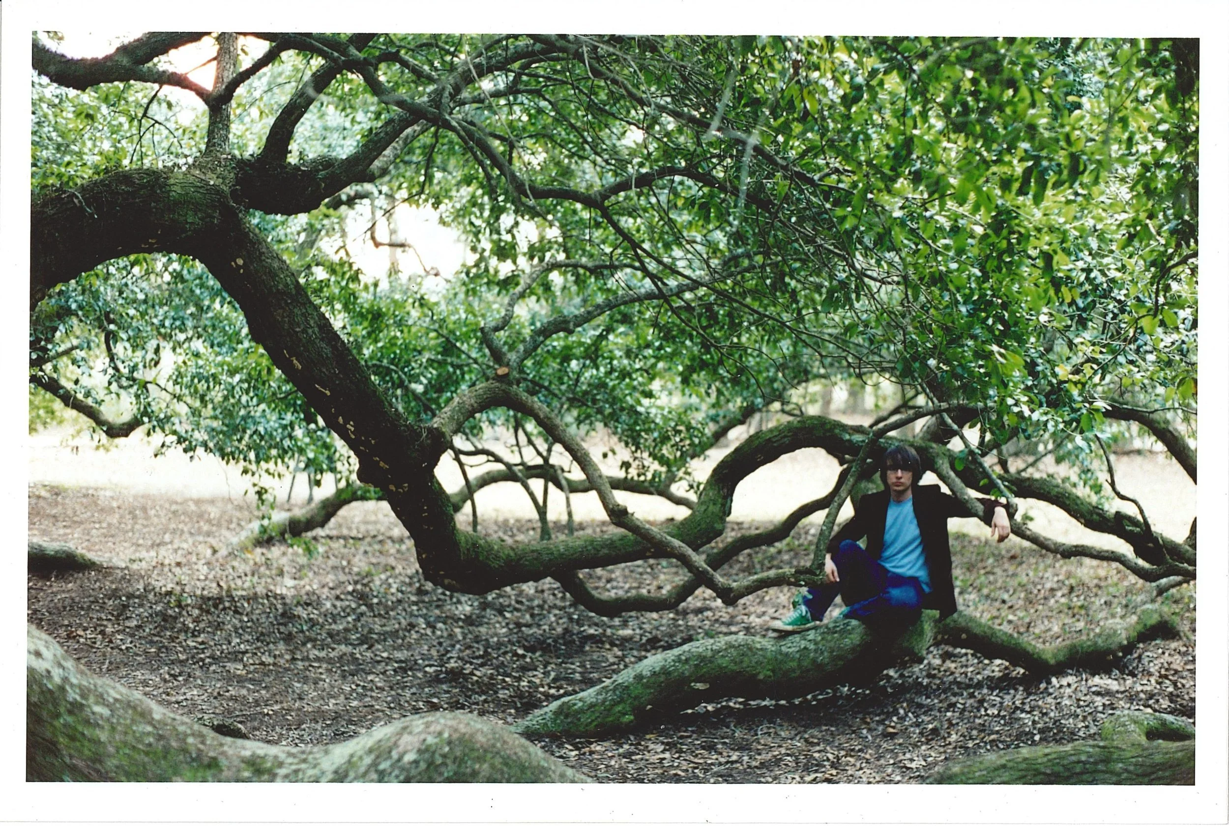 James+Angel+Oak.jpg
