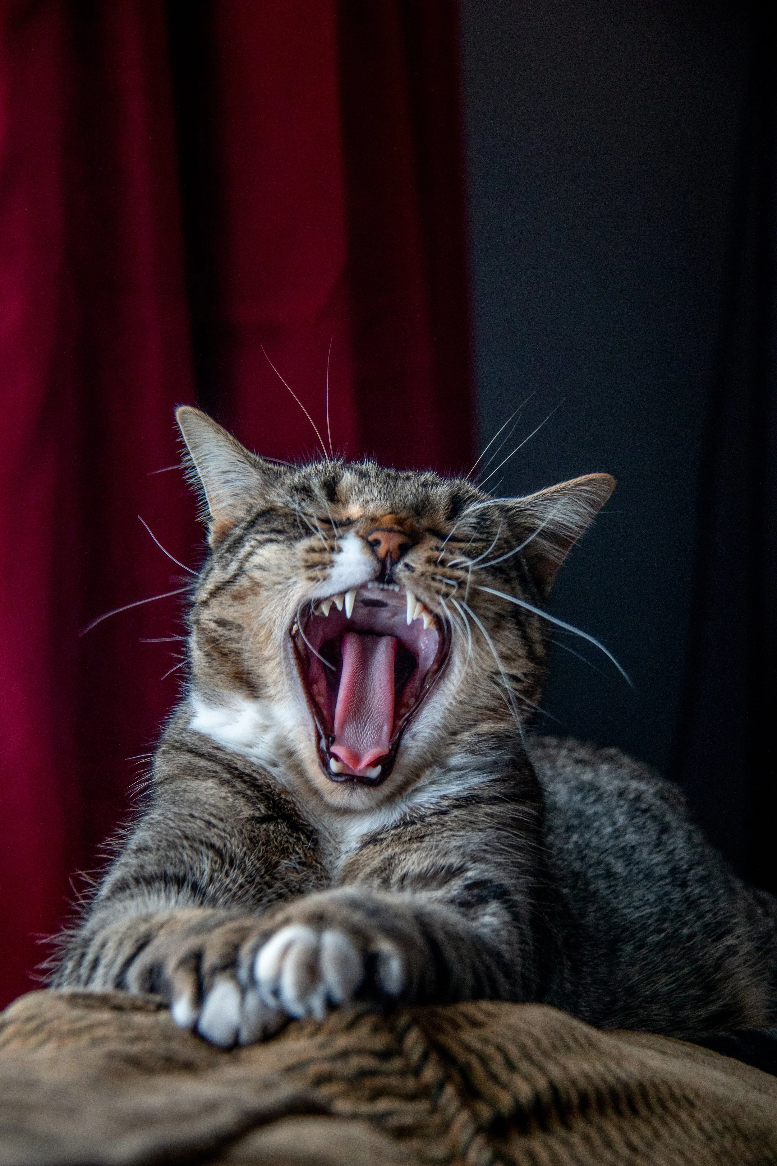 Pablito Yawns-1.jpg