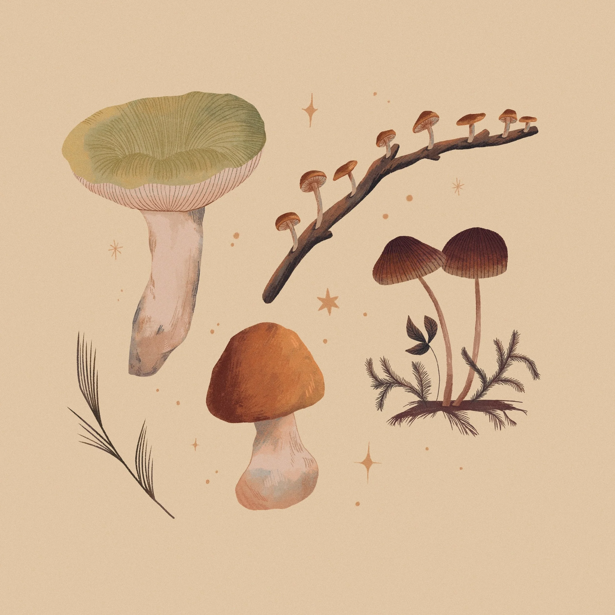 Mushroom Study