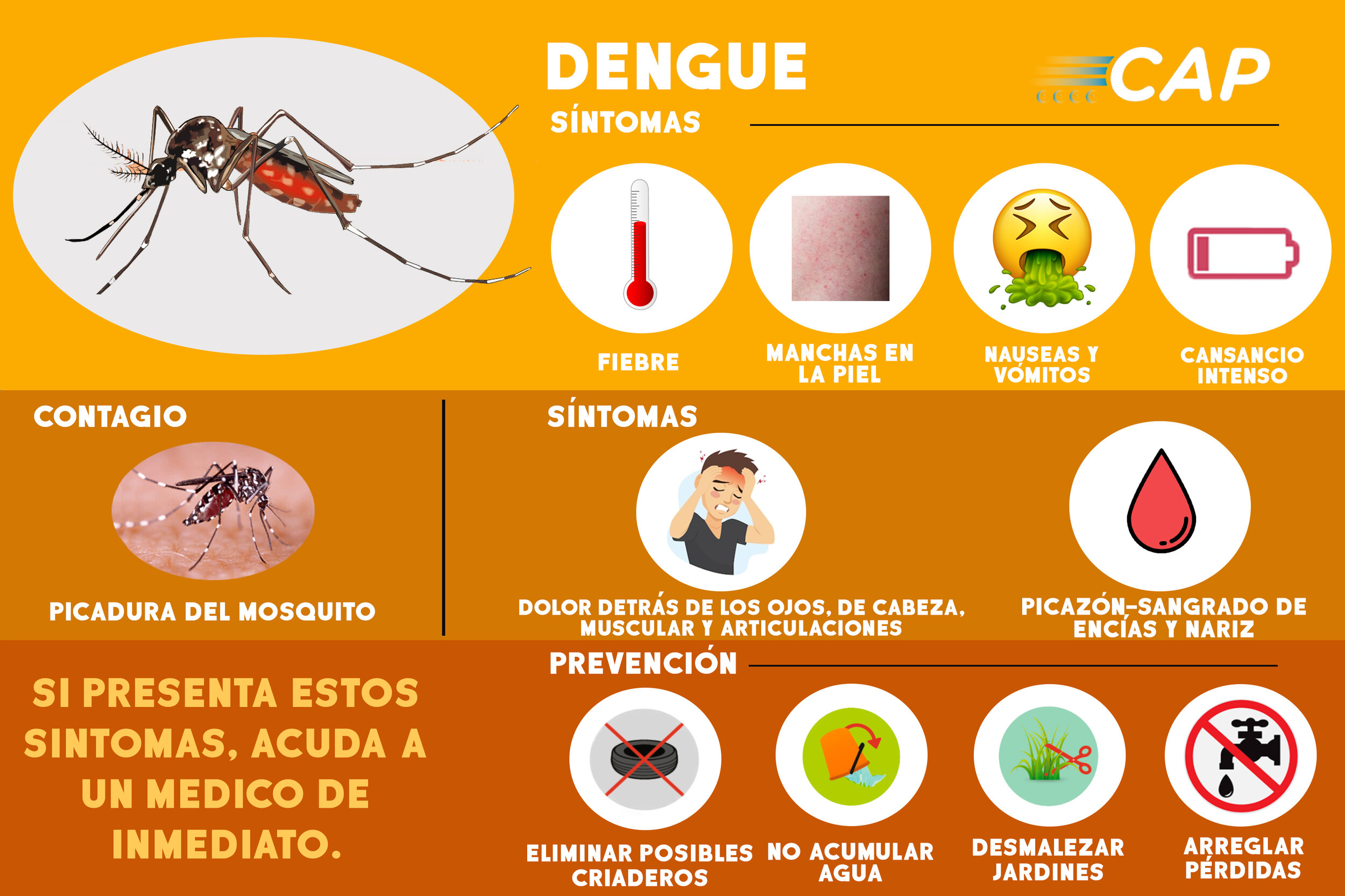 Dengue.jpg