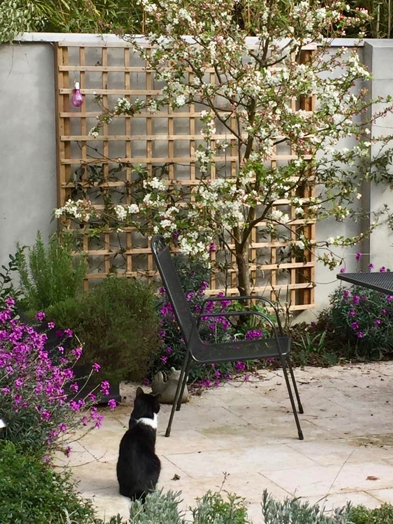 alex-alexandra-hollingsworth-garden-design-castleknock-3.jpg