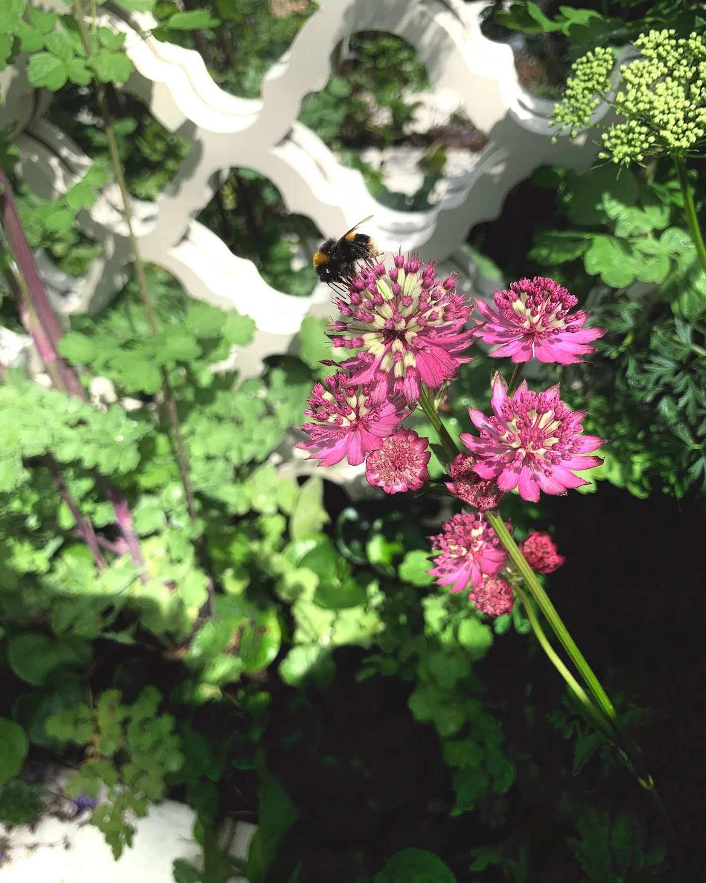 alexandra-hollingsworth-beautiful-borders-gardeners-world-live-bbc-2019-subterranean-sanctuary-design.12.jpg