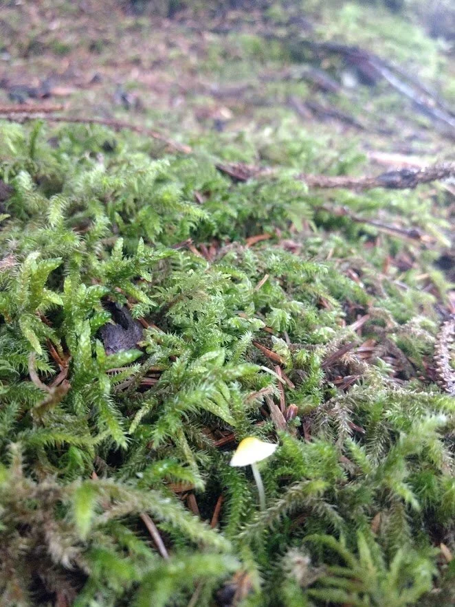 alaska tiny mushroom.jpg