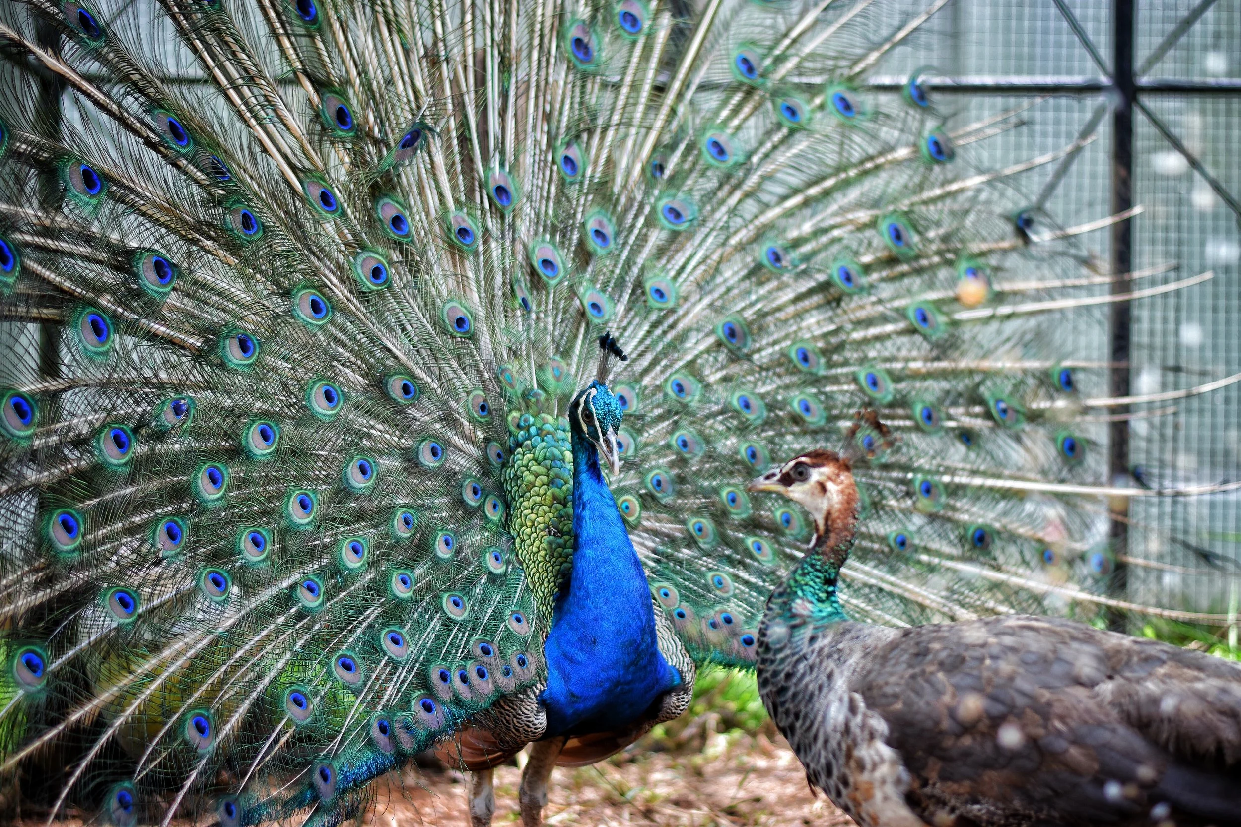 @taychin_olwcw Look - a peacock giving zero shits about showing it’s authentic wears to its prospective market. No faux humility here. “What these old things? Oh they’re nothing”. Entirely appropriate display.