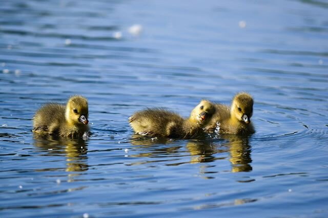 It&rsquo;s baby season! These fuzzy creatures are greylag goose goslings. Greylags are the largest of the native wild geese in the UK and can be seen year-round where I live in southern England. The parents work tirelessly together to build the nest 