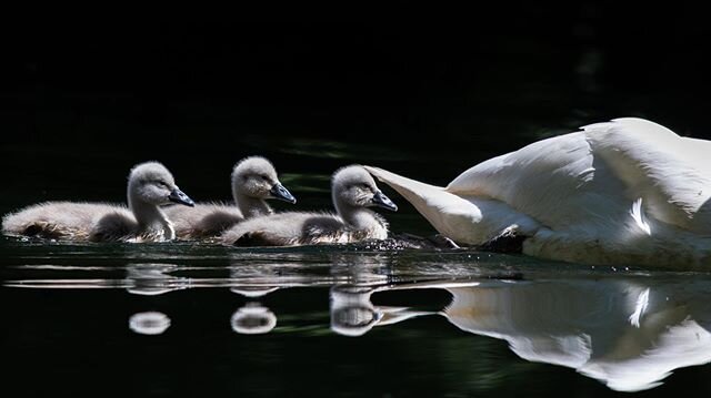 They hatched!!! I&rsquo;m so happy that my local mute swans had a successful clutch this year 👏 I&rsquo;d been anxiously waiting, so I was so excited when I first caught sight of their cygnets a few days ago. I&rsquo;m not sure if they only had thre