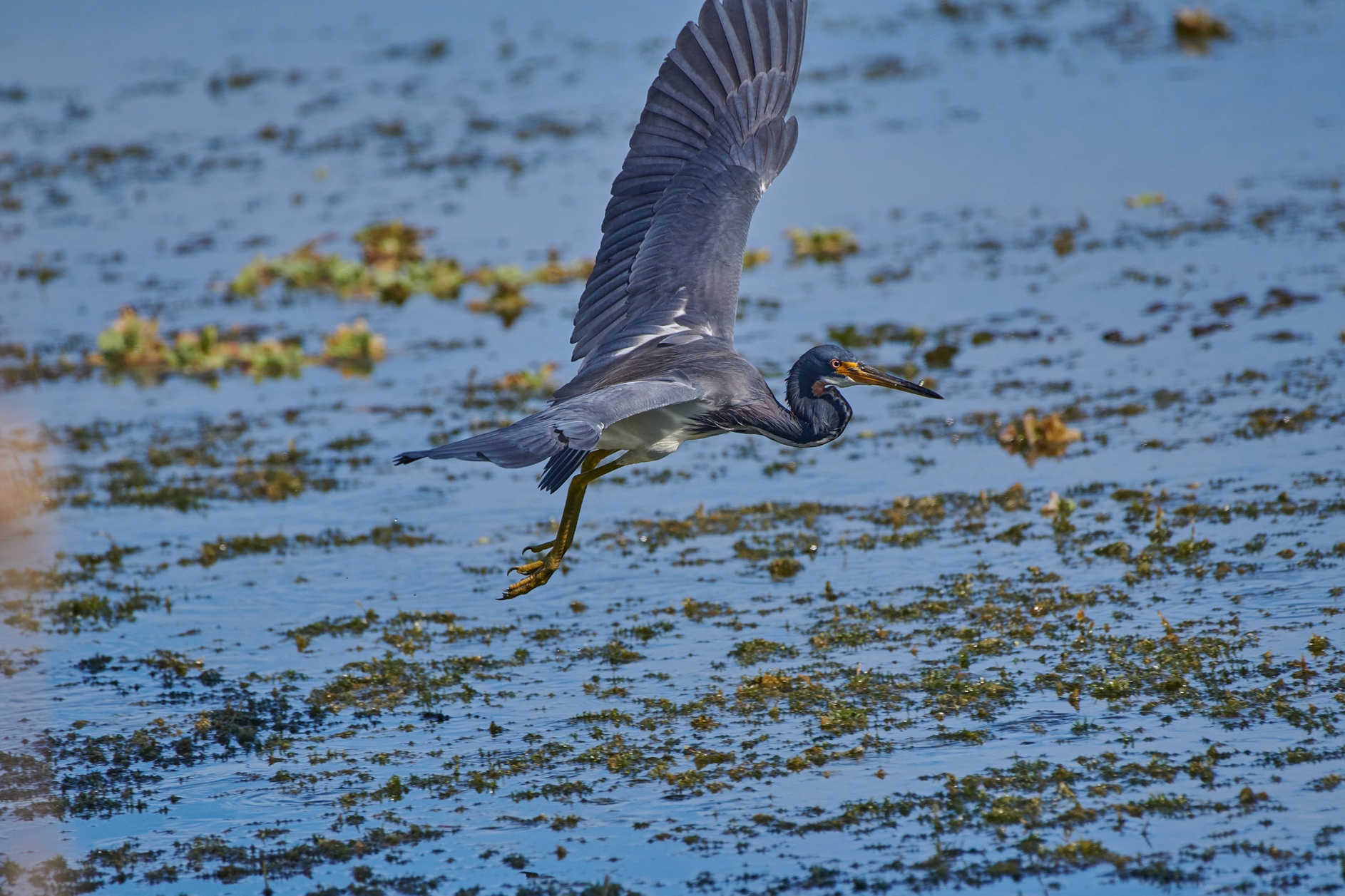 DSC_4101 1.jpg