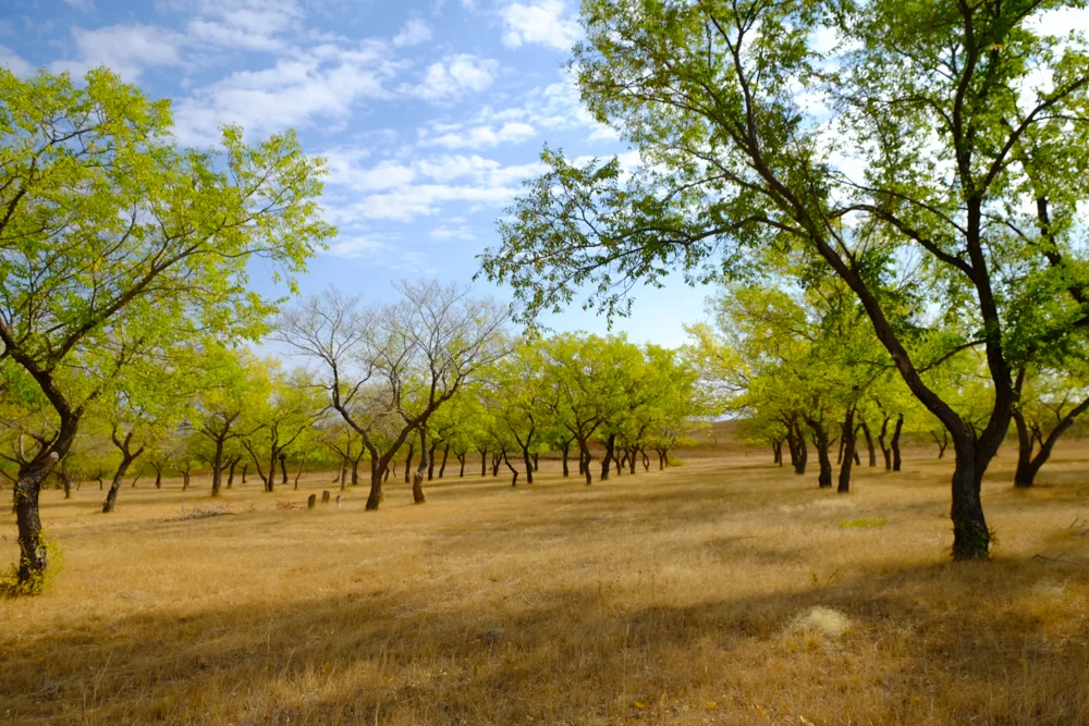 trees.jpg
