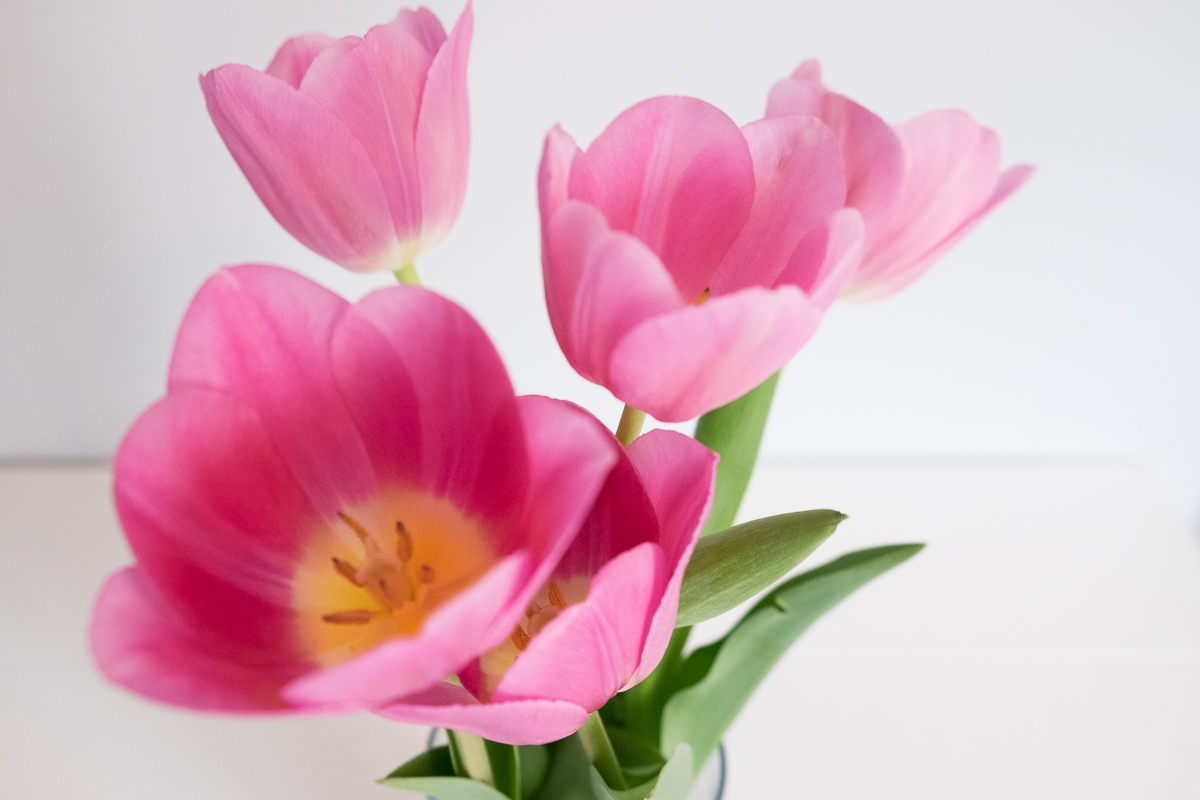 CM_flowersPPb_2018_01.jpg