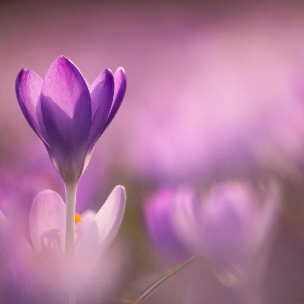 #22: Tha sinn deiseil