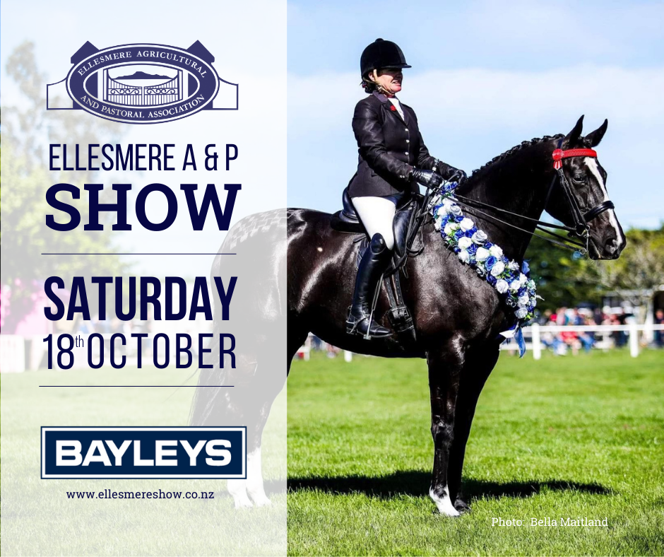 Horse Image (Facebook).png