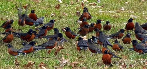RobinAmericanFlock01.jpg