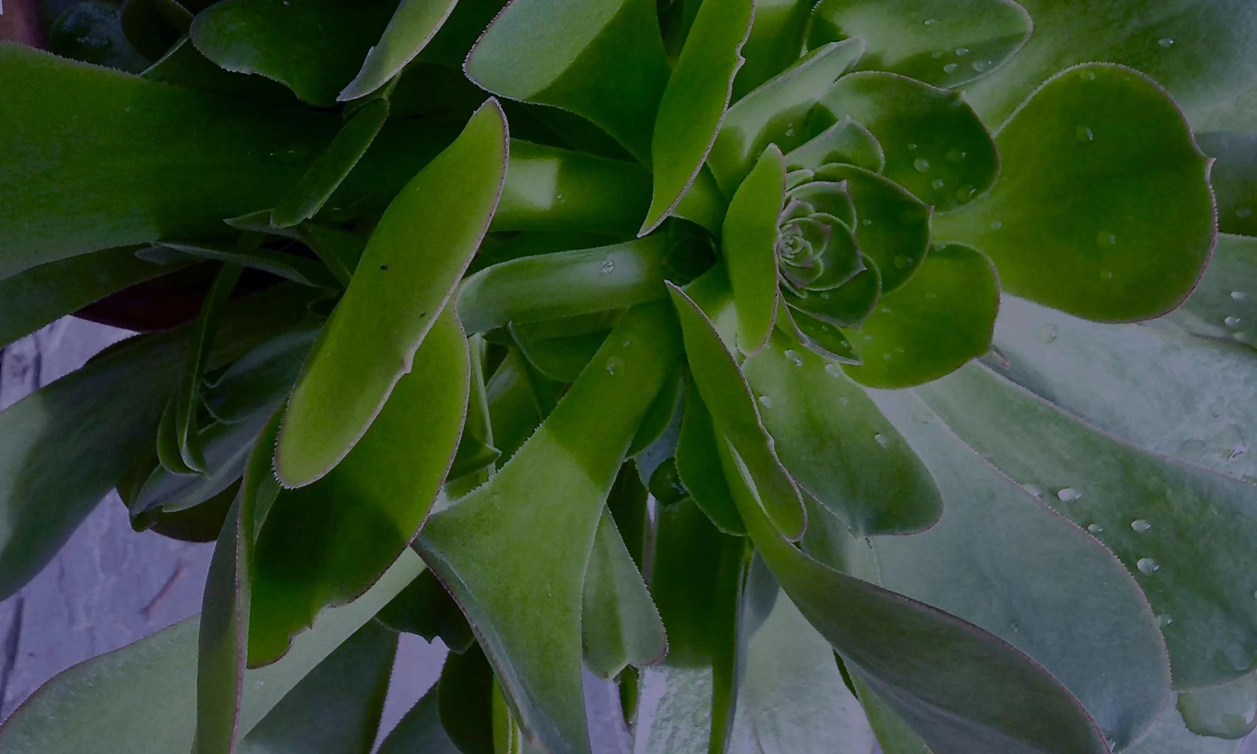 Banner-Images-succulent.jpg