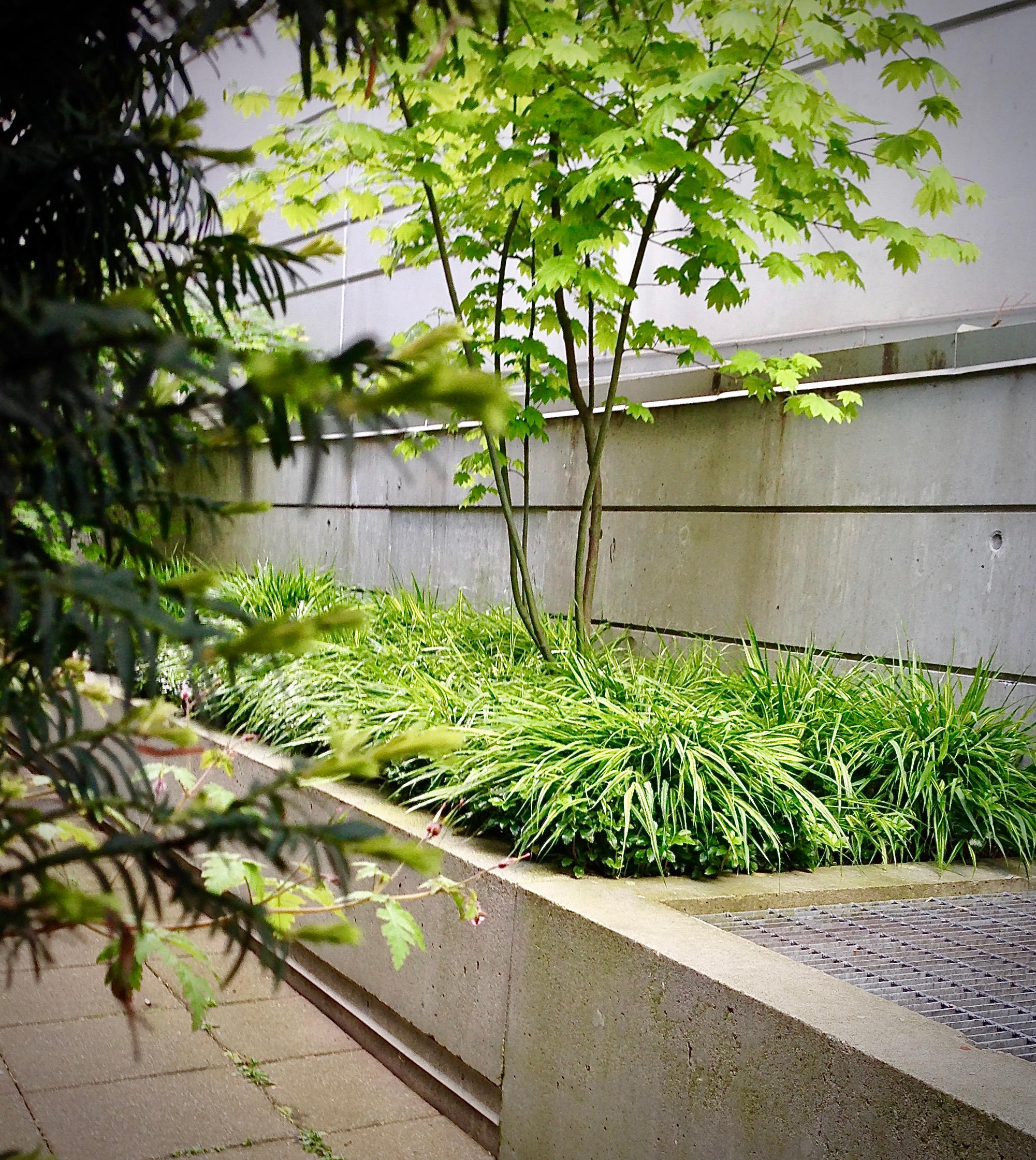 Layering plants