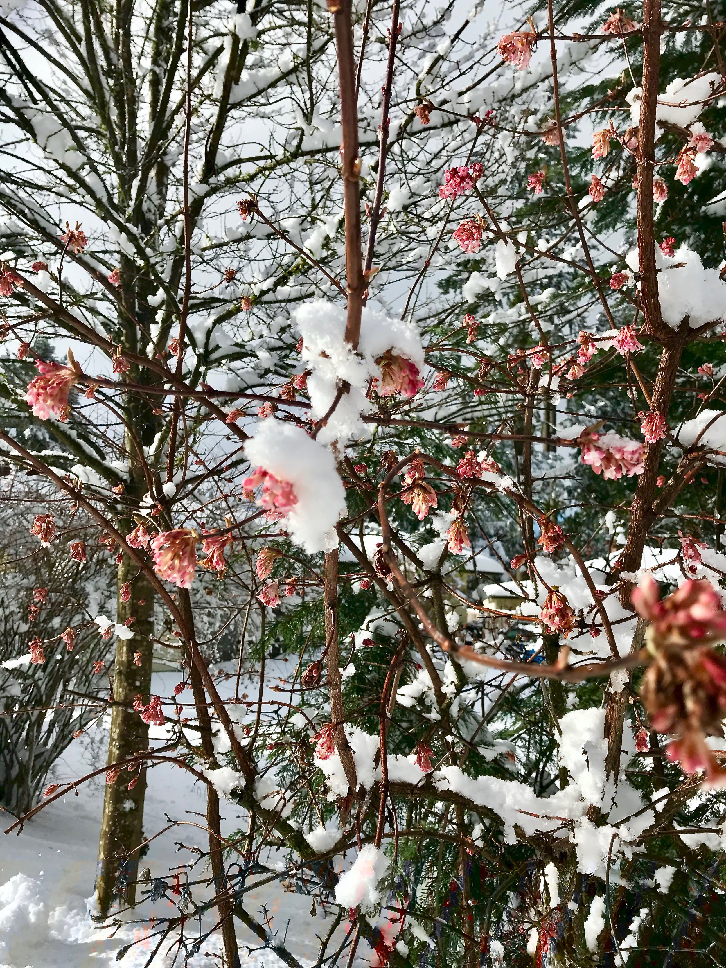 Winter blooming