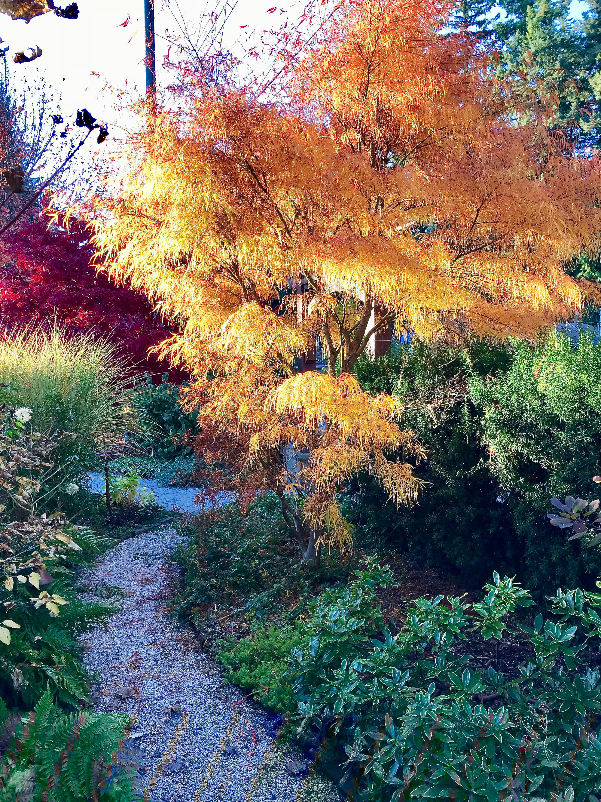 Pea gravel path