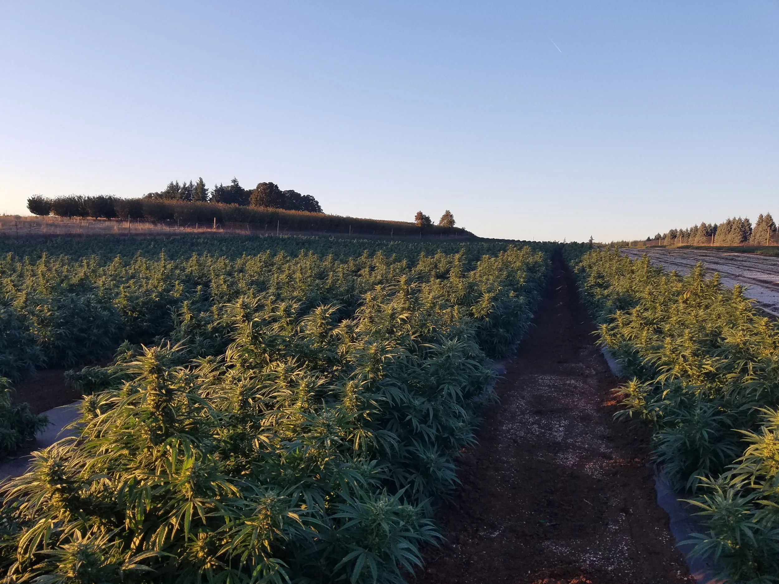Biomass - Hemp In Field 1