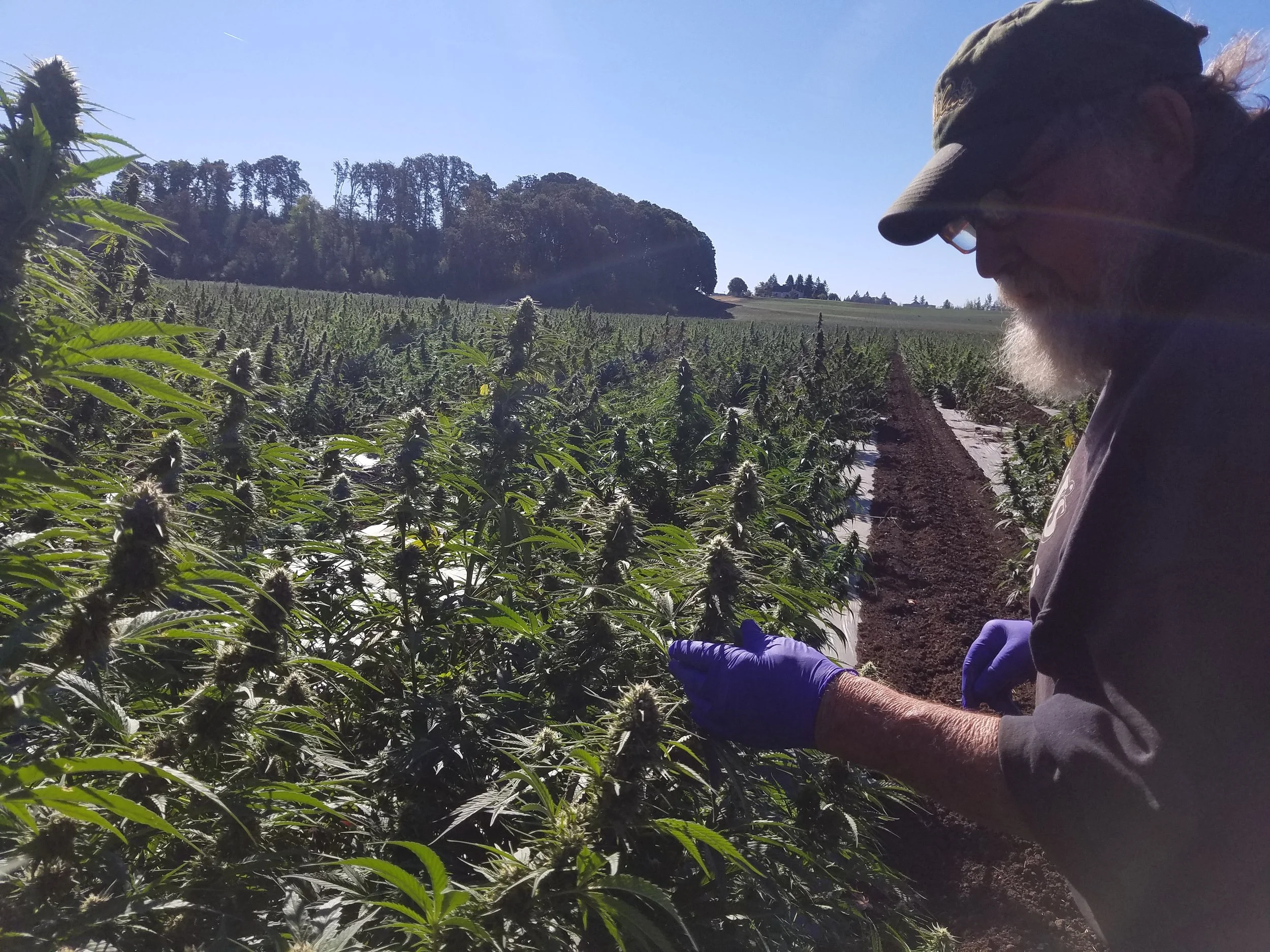 Biomass - Hemp in Field 3