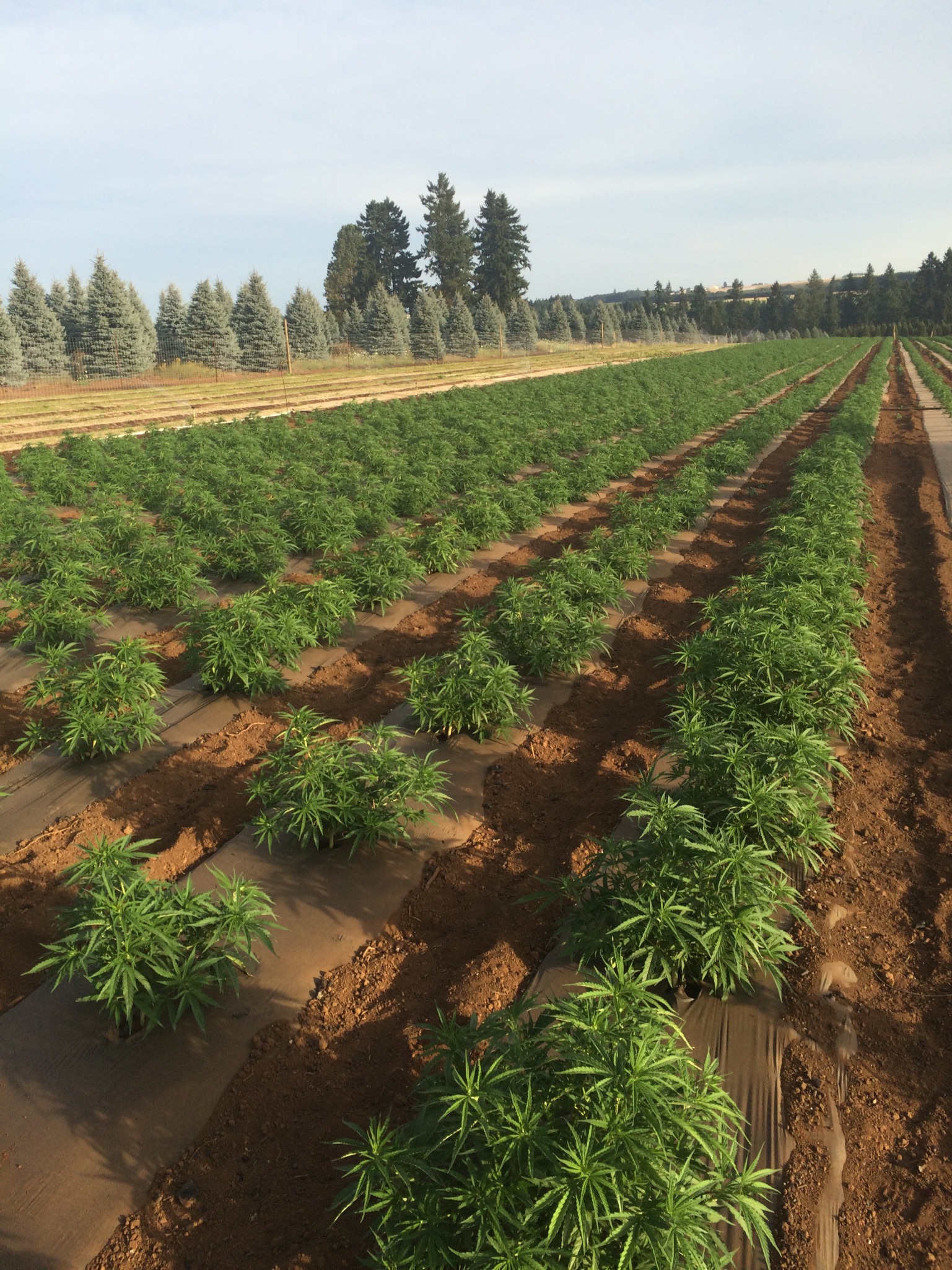 Hemp Clones - In Field 1