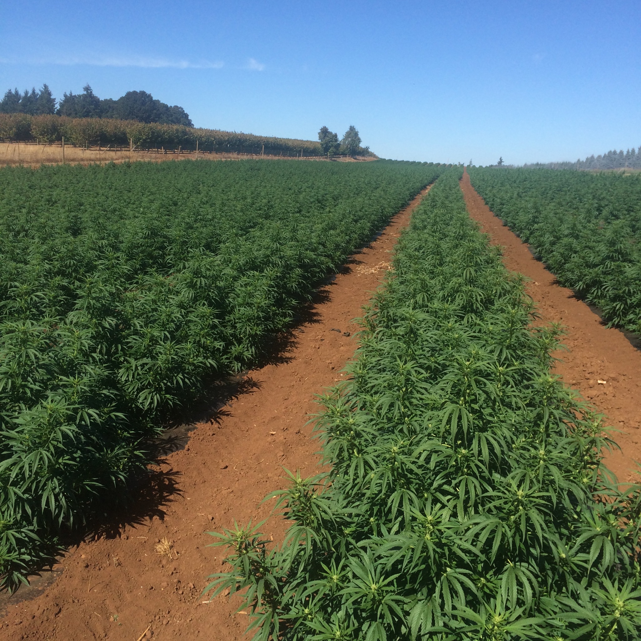 Hemp Clones - In Field 2