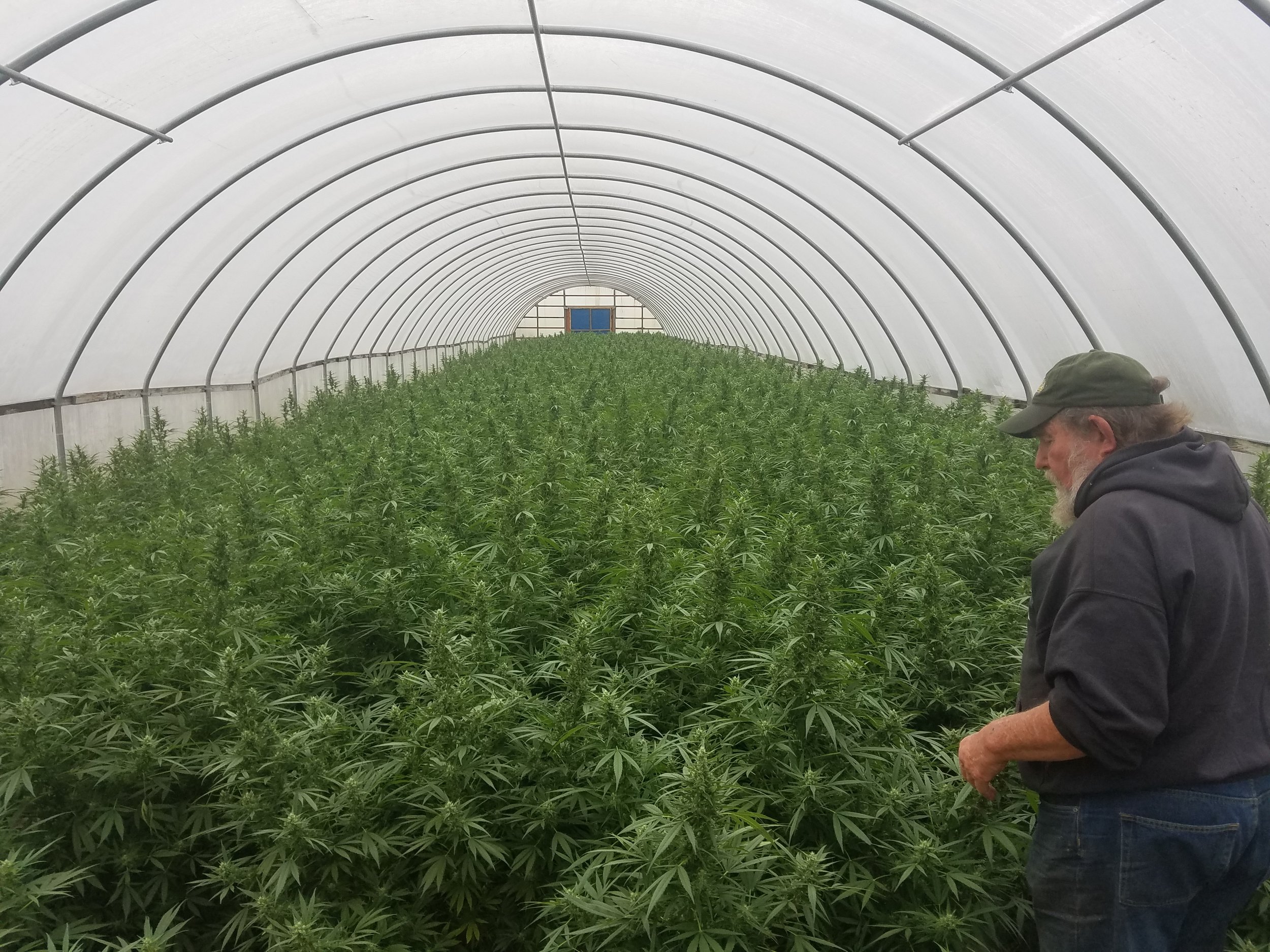 Hemp Clones - In Greenhouse 2