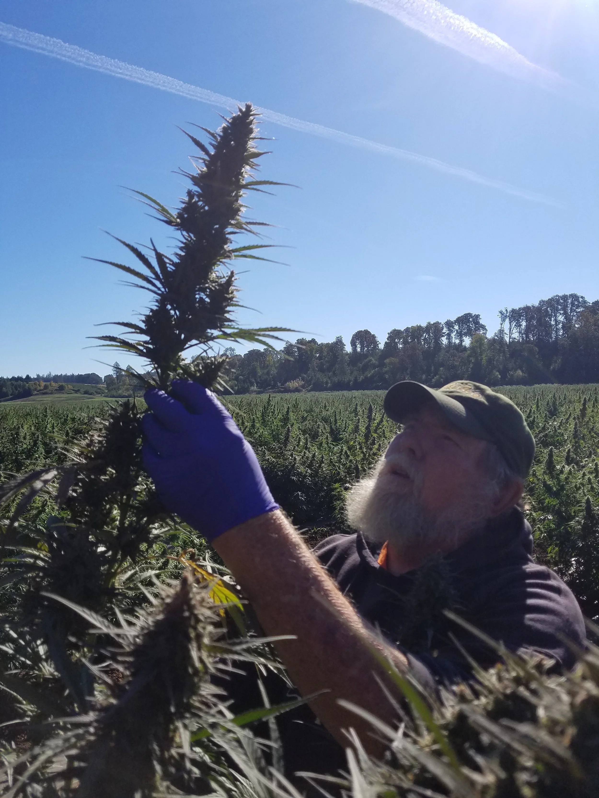 Biomass - Hemp In Field 4