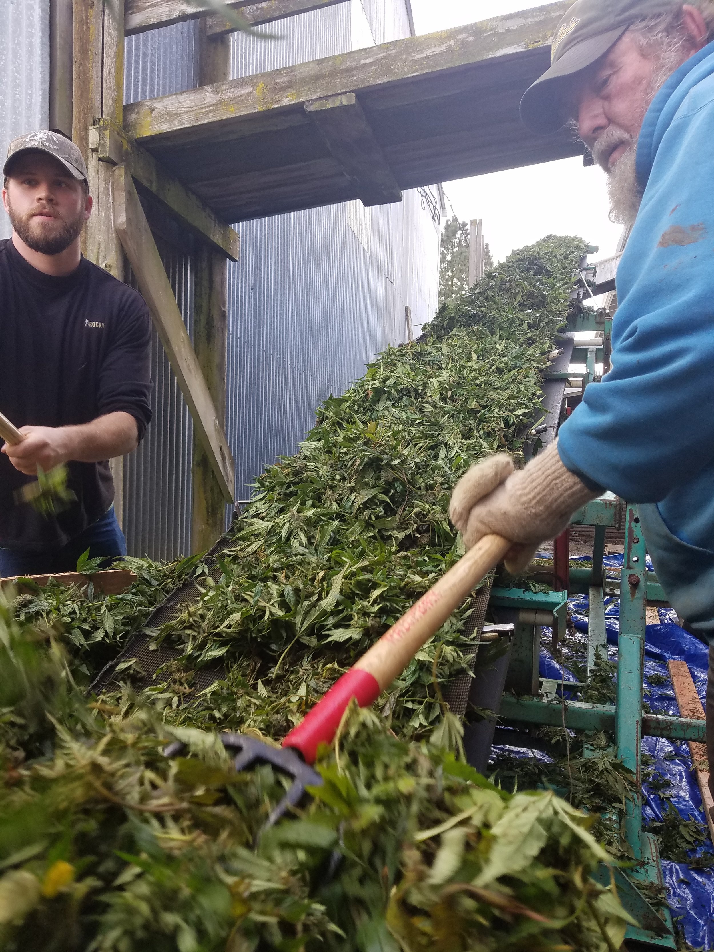 Drying - Dry Hemp on Elevator