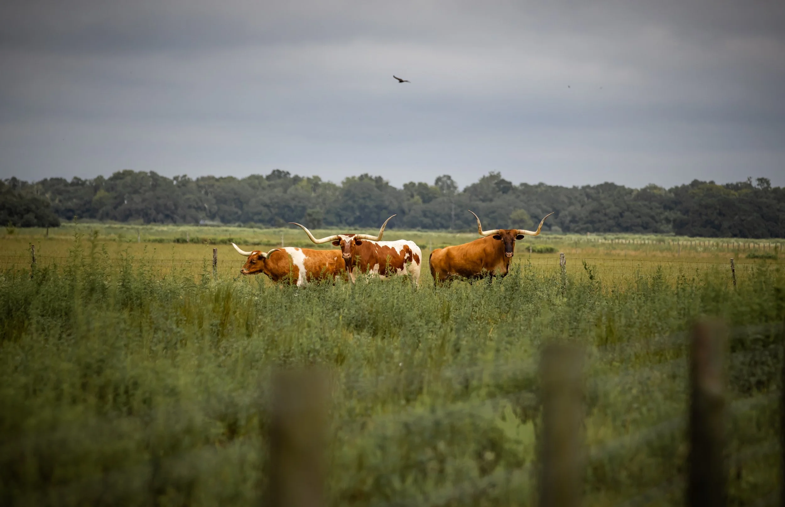 Spread Oaks-17.jpg