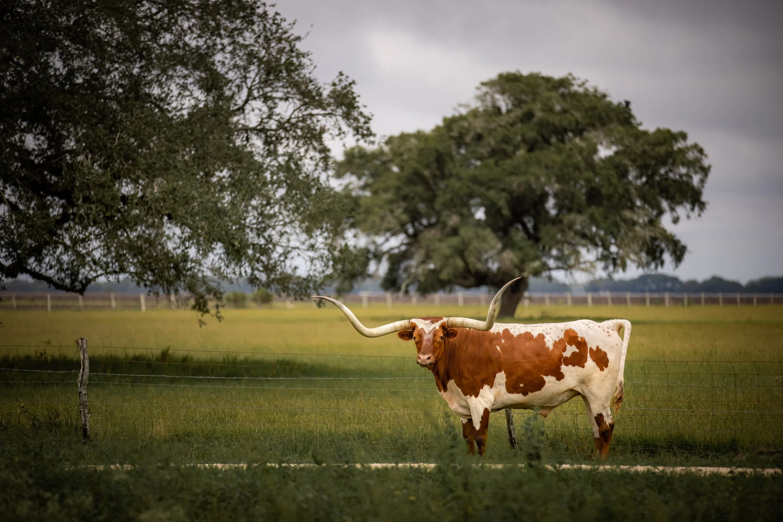 Spread Oaks-21.jpg