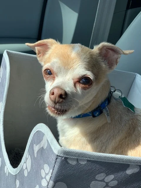 Archie - 1.jpg