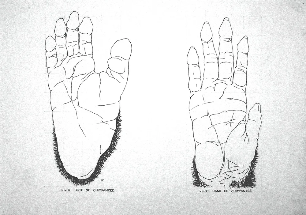 Hand and Foot