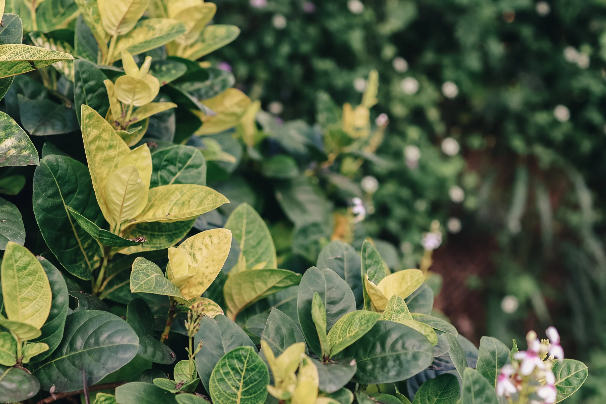 HORIZONTAL_plants-12.jpg