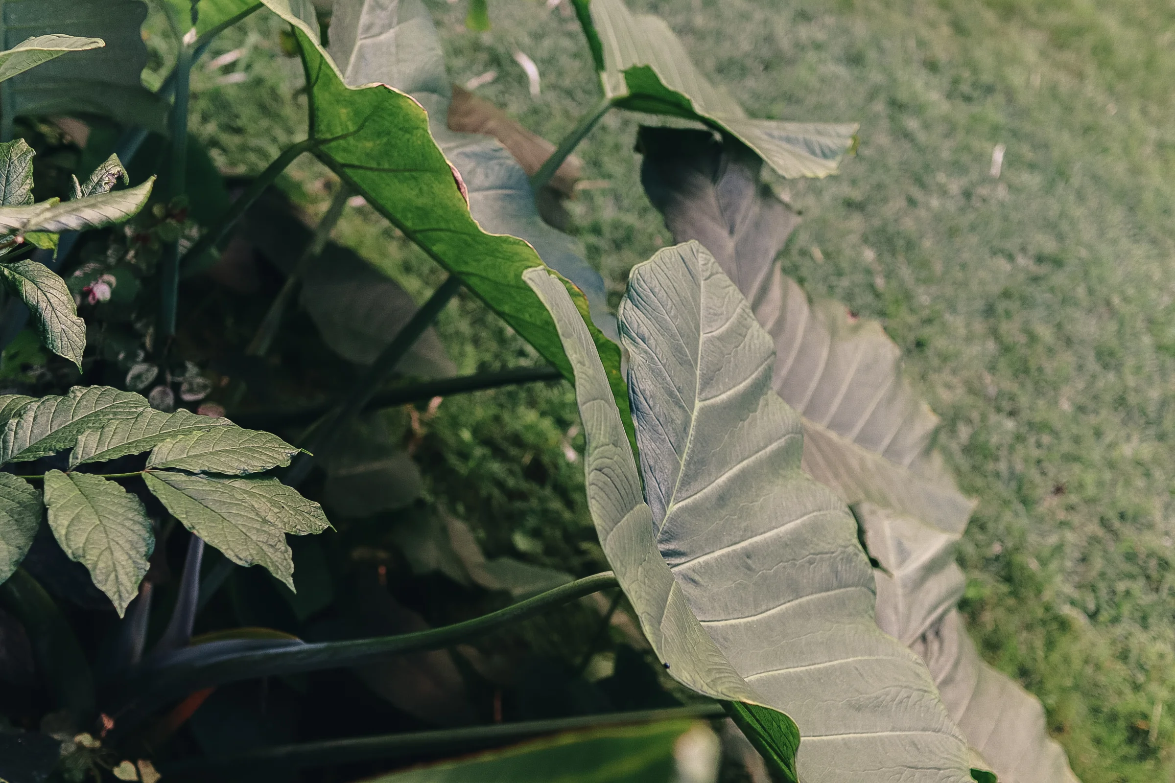 HORIZONTAL_plants-16.jpg