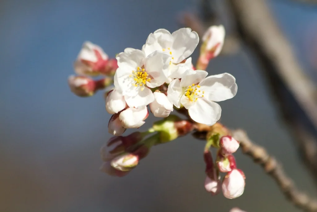 Sakura Watch, April 5, 2012 – More signs of blossoms, but will they bloom by Easter Sunday?