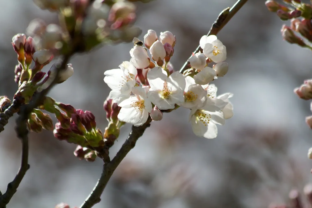 Sakura Watch, April 4, 2012 - Blooms have begun!