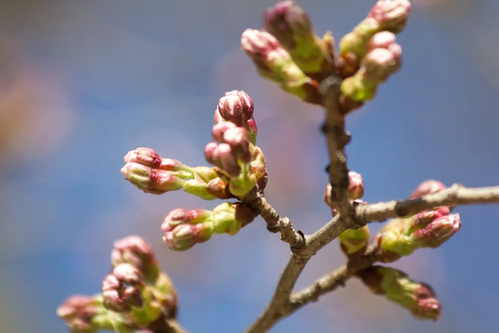Sakura Watch, April 3, 2012 - Buds are getting bigger!