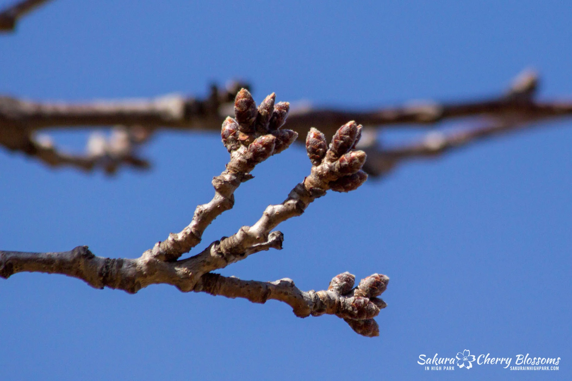 Sakura Watch March 21, 2018 - Buds locked in early stages