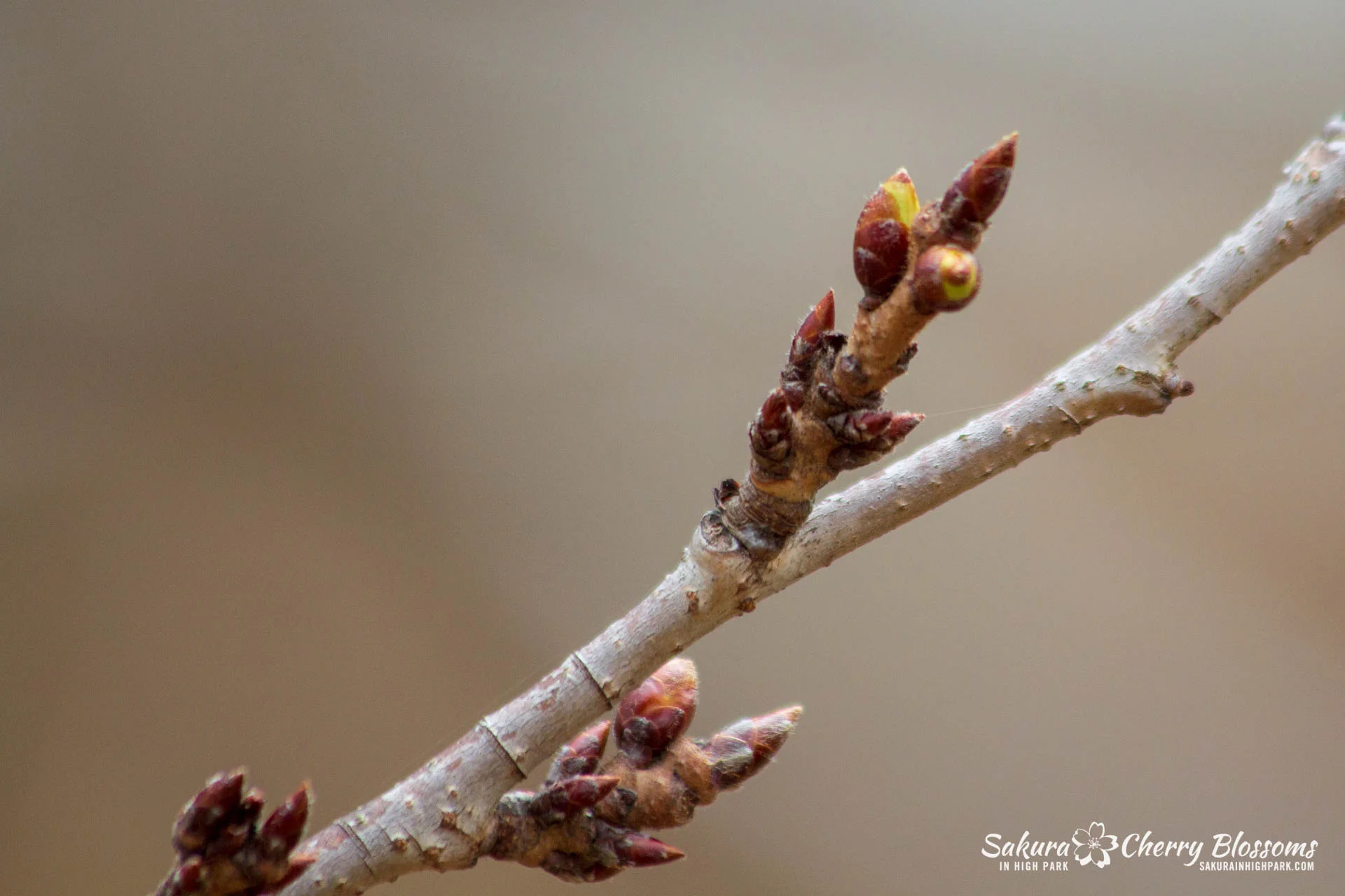 Sakura Watch April 5 & 6, 2018 - Next stage begins as snow falls