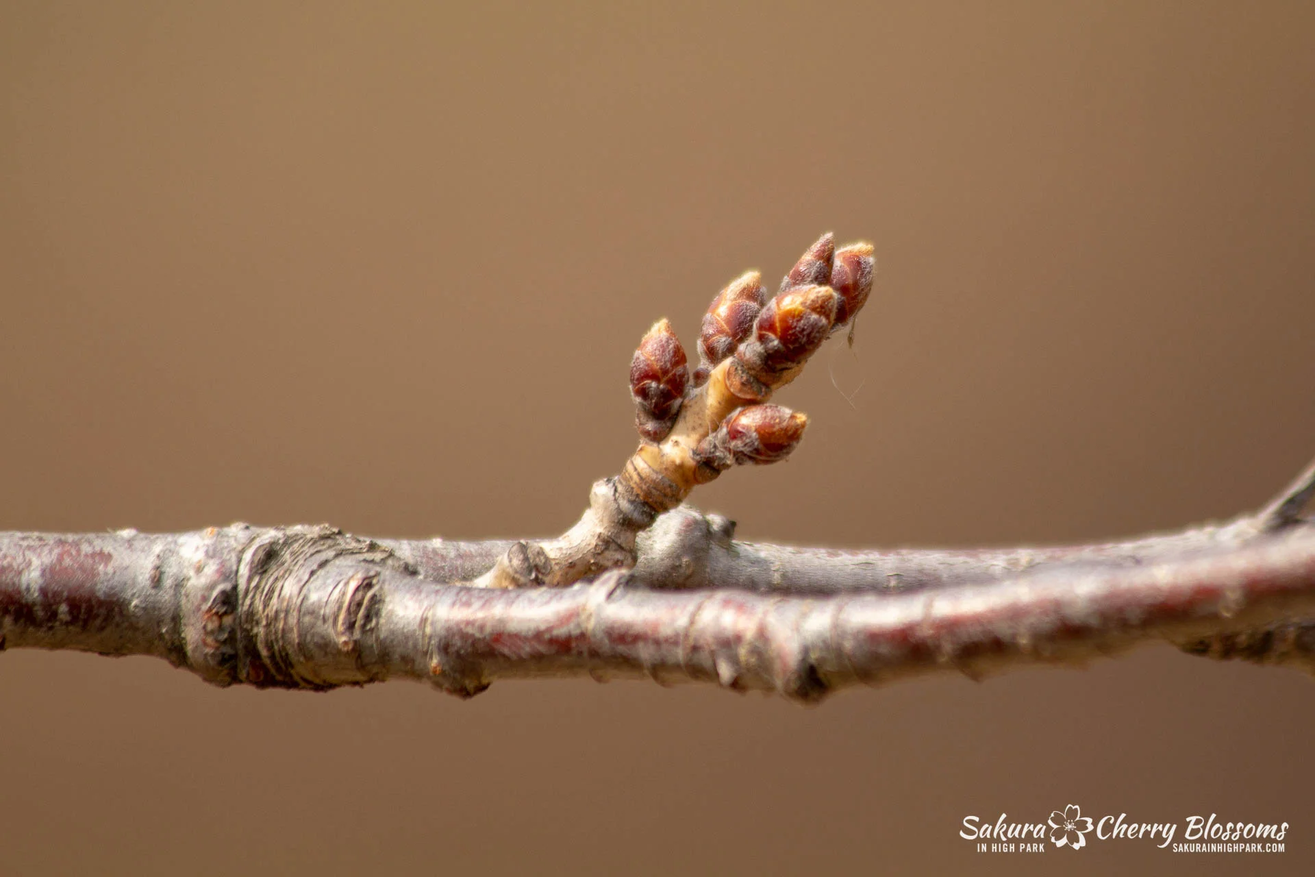 Sakura Watch April 12, 2018 - Little change seen throughout High Park