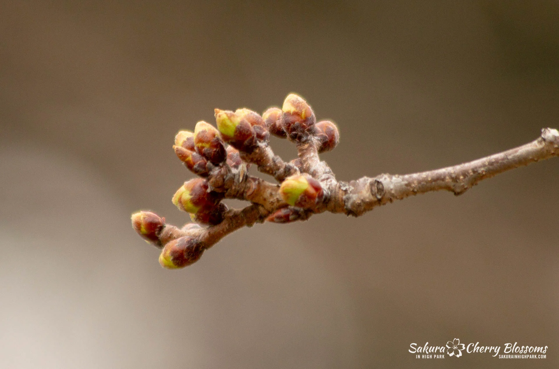 Sakura Watch April 24, 2018 - Some progress is seen