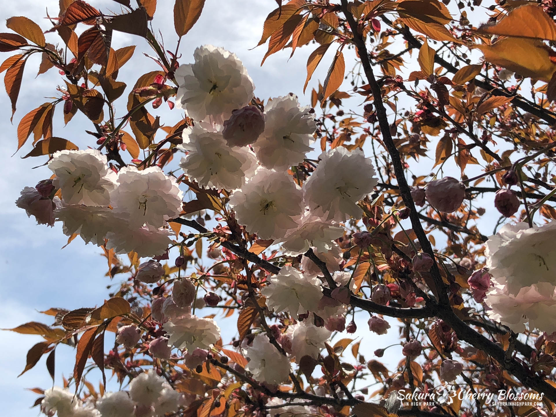 Sakura Watch May 18, 2018 - Late bloomers have begun