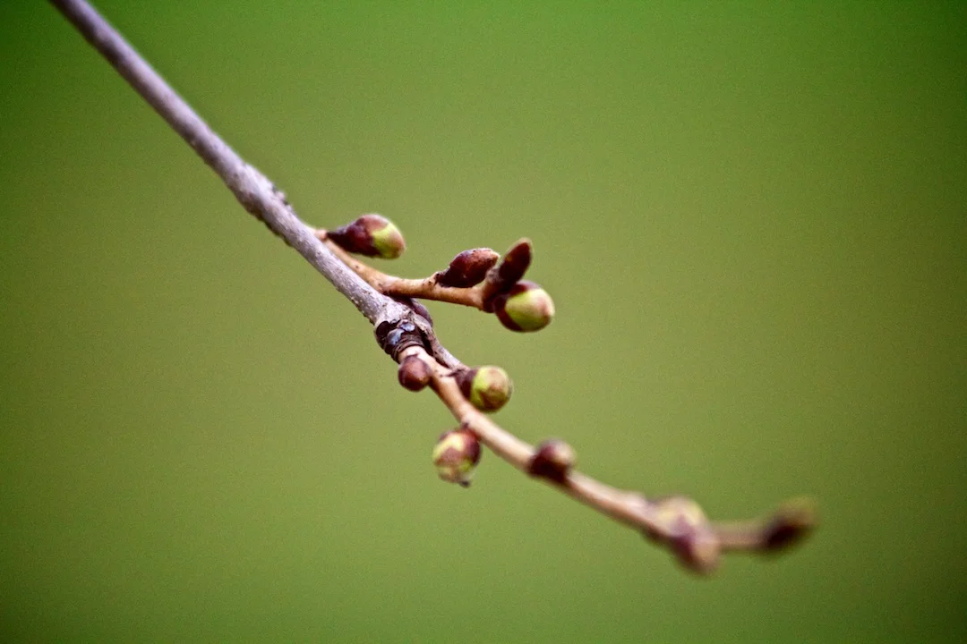 Sakura Watch, April 14, 2013 - Buds starting to bulge and show green